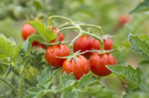 tomato plants produce tomatoes