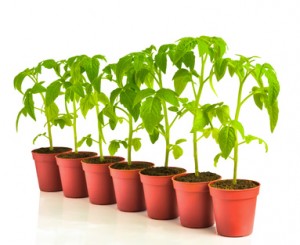 Tomato plants in pots