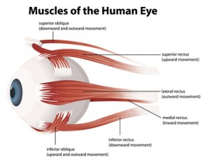 good eyesight depends on well functioning eye muscles