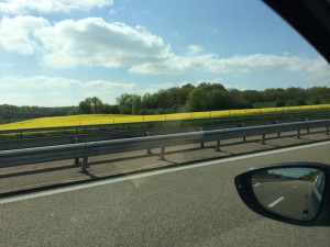 Rapeseed monocultures appearing everywhere