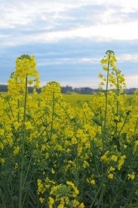 Rapeseed monocultures appearing everywhere