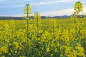 Rapeseed monocultures appearing everywhere