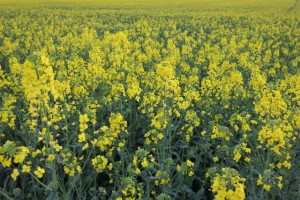 Rapeseed monocultures appearing everywhere