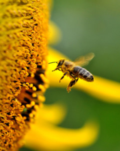 organic food - more bees