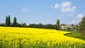listen to the bees - rapeseed monoculture