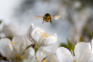 listen to the bees