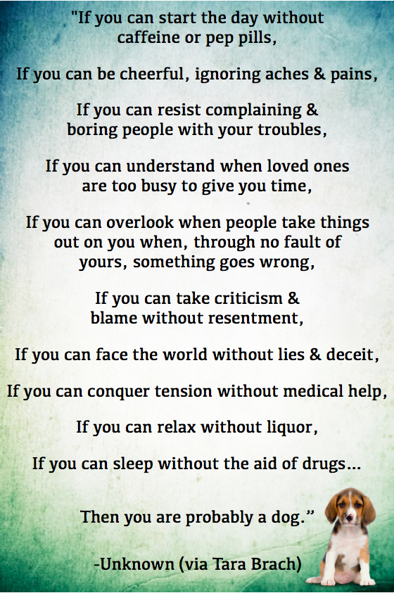 Things we learn from a dog hotsell