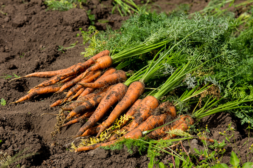 Zeolites - Carrots with dirt