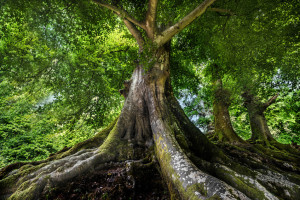 the real cost of cheap stuff - big tree in rainforest