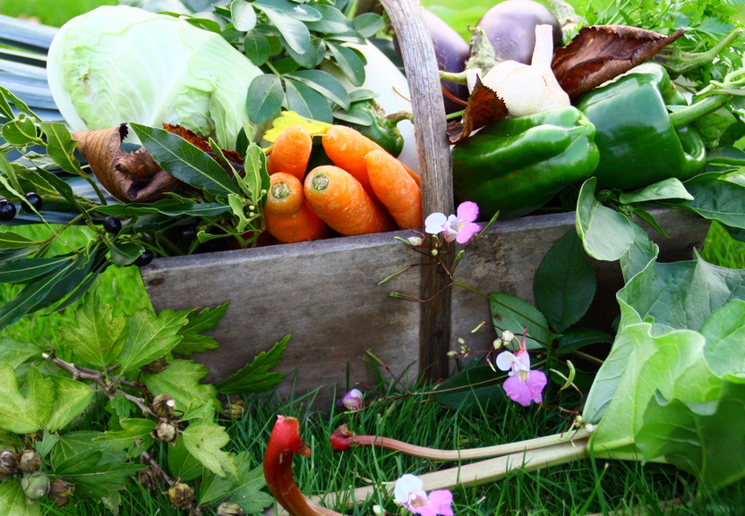 organic food - panier de légumes du jardin