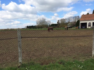 our soil is dying - horses eating all the grass