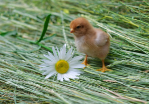 Baby chick on grass - how did I become a vegan?