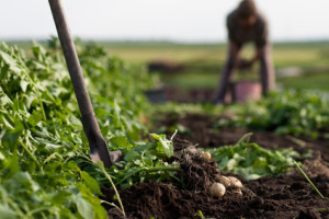 organic food - digging up potatoes