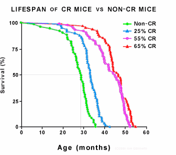 Food - mice live longer when they have less calories in their diets