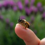 Bee a Human